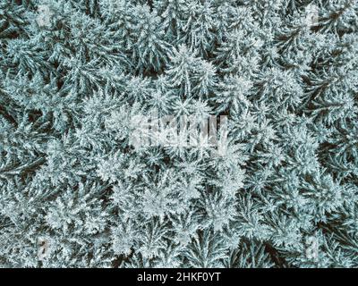 Blick auf wunderschöne bunte Winterwälder Baumkronen. Fichte frostige Bäume mit Schnee bedeckt. Winternature, gefrorene weiße Baumkronen. Draufsicht verschneit Stockfoto
