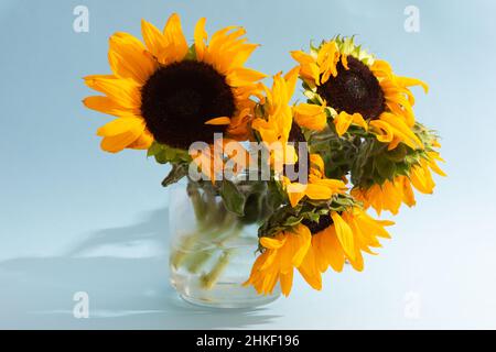 Nicht ideal Sonnenblumen Bouquet in Glasvase auf blauem Hintergrund mit Schatten Stockfoto