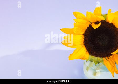 Nicht ideal einzelne Sonnenblume in Glasvase auf violettem Hintergrund mit Schatten Stockfoto