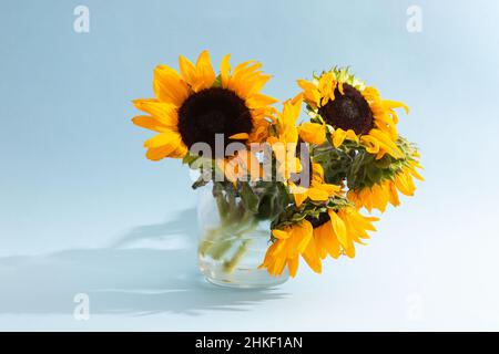 Nicht ideal Sonnenblumen Bouquet in Glasvase auf blauem Hintergrund mit Schatten Stockfoto