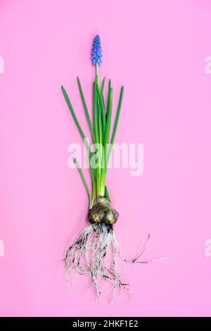 Blume Muscari Zwiebeln Wurzeln auf rosa Hintergrund Stockfoto