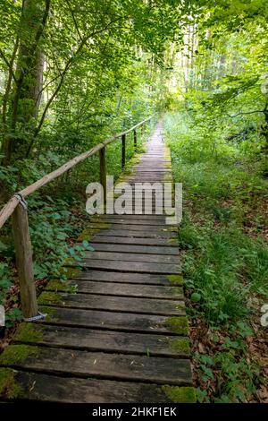 Boardwalk durch eine deutsche Moorwaldlandschaft mit Farnen, Moos, Gras und Laubbäumen Stockfoto