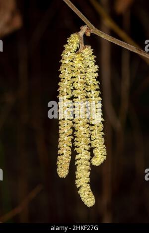 Nahaufnahme von Haselkatzen (Corylus avellana), die Lämmerschwänze ähneln, England, Großbritannien, im Februar Stockfoto