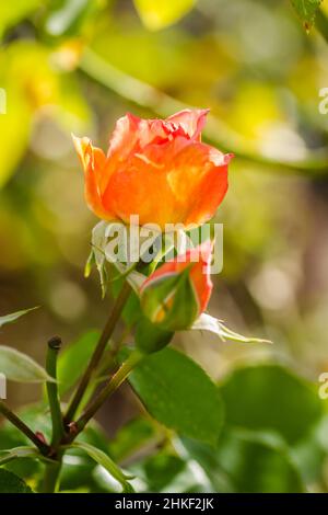 Einzelne orange Blume und geschlossene Knospen der Rose. Stockfoto