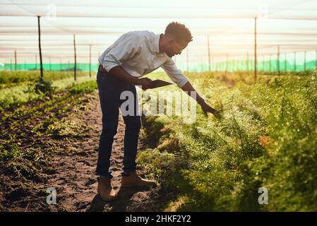 Jede Pflanze bekommt Aufmerksamkeit Stockfoto