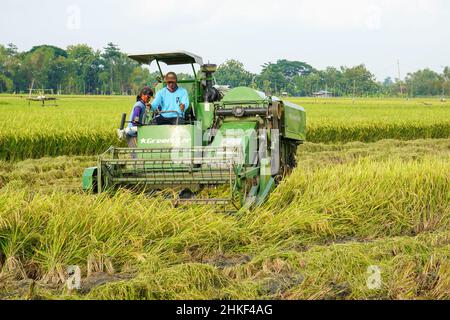 Patii, Indonesien - Januar 2022 : zur Ernte der Felder wird eine automatische Reismaschine eingesetzt, die in der Erntesaison reif und gelb ist. Stockfoto