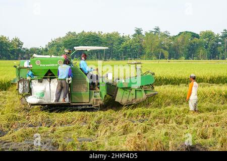 Patii, Indonesien - Januar 2022 : zur Ernte der Felder wird eine automatische Reismaschine eingesetzt, die in der Erntesaison reif und gelb ist. Stockfoto