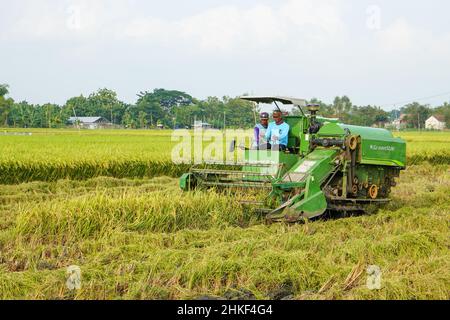 Patii, Indonesien - Januar 2022 : zur Ernte der Felder wird eine automatische Reismaschine eingesetzt, die in der Erntesaison reif und gelb ist. Stockfoto