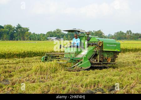 Patii, Indonesien - Januar 2022 : zur Ernte der Felder wird eine automatische Reismaschine eingesetzt, die in der Erntesaison reif und gelb ist. Stockfoto