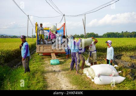 Pati, Indonesien - Januar, 2022 : die Aktivitäten der Bauern, die Reisernten in Reissäcke verpackt und mit Kühlern zum Verladen transportiert haben Stockfoto