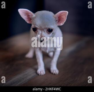 Porträt von verärgert traurig chihuahua Welpen mit schwarzem Hintergrund Stockfoto