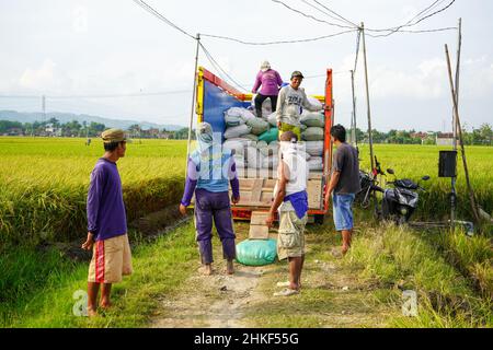 Pati, Indonesien - Januar, 2022 : die Aktivitäten der Bauern, die Reisernten in Reissäcke verpackt und mit Kühlern zum Verladen transportiert haben Stockfoto