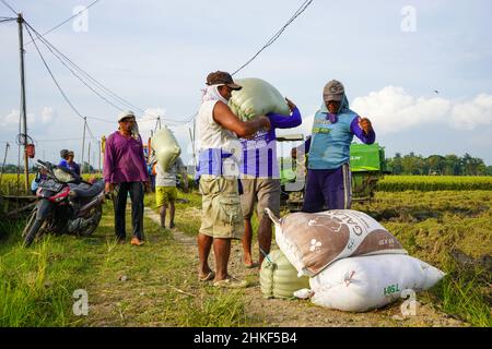 Pati, Indonesien - Januar, 2022 : die Aktivitäten der Bauern, die Reisernten in Reissäcke verpackt und mit Kühlern zum Verladen transportiert haben Stockfoto