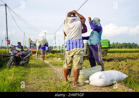 Pati, Indonesien - Januar, 2022 : die Aktivitäten der Bauern, die Reisernten in Reissäcke verpackt und mit Kühlern zum Verladen transportiert haben Stockfoto