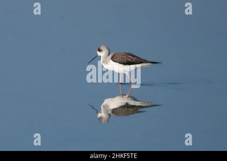 Jungtier des schwarzen geflügelten Flüglens (Himantopus himantopus). Stockfoto