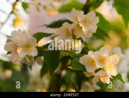 Blühende und duftende Jasminblüten. Blühender Jasminbusch Stockfoto
