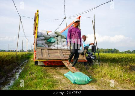 Pati, Indonesien - Januar, 2022 : die Aktivitäten der Bauern, die Reisernten in Reissäcke verpackt und mit Kühlern zum Verladen transportiert haben Stockfoto