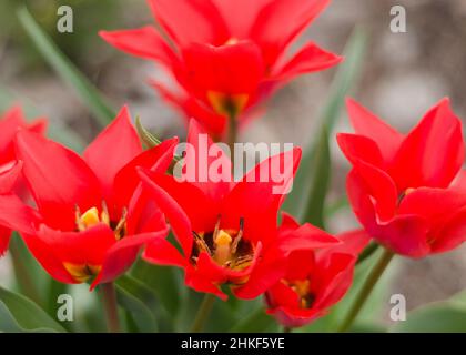 Blühende rote Tulpen aus der Nähe 2 Stockfoto