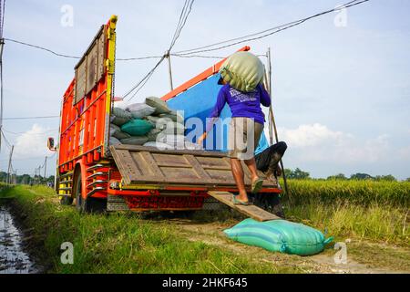 Pati, Indonesien - Januar, 2022 : die Aktivitäten der Bauern, die Reisernten in Reissäcke verpackt und mit Kühlern zum Verladen transportiert haben Stockfoto