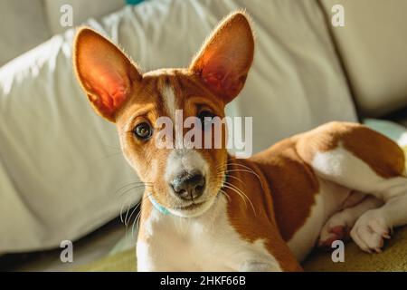 Basenji Hund Welpen Nahaufnahme Porträt Blick vor der Kamera Stockfoto