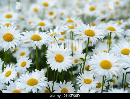 Gänseblümchen-Blüte auf grüner Wiese 13 Stockfoto
