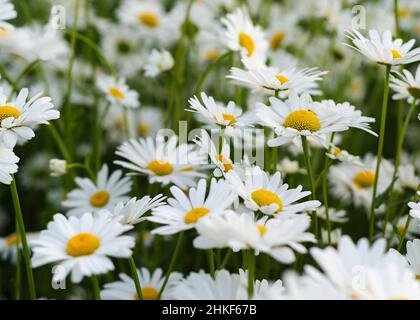 Daisy Flower auf der grünen Wiese Stockfoto