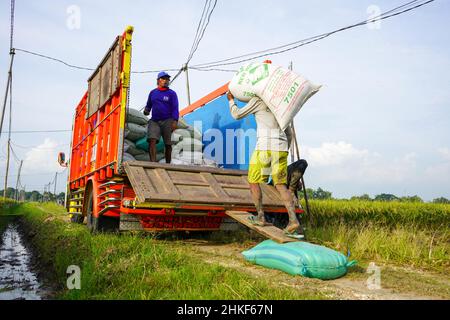 Pati, Indonesien - Januar, 2022 : die Aktivitäten der Bauern, die Reisernten in Reissäcke verpackt und mit Kühlern zum Verladen transportiert haben Stockfoto