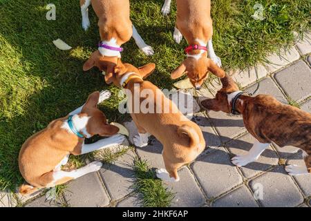 Basenji Welpen essen zusammen frisches Essen aus der Sicht Stockfoto