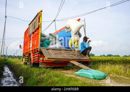 Pati, Indonesien - Januar, 2022 : die Aktivitäten der Bauern, die Reisernten in Reissäcke verpackt und mit Kühlern zum Verladen transportiert haben Stockfoto