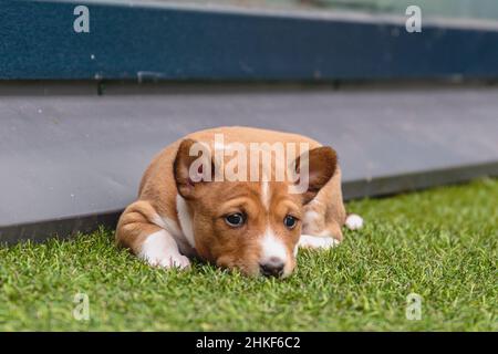 Niedlicher basenji-Hund, der zuhause auf dem grünen Boden liegt Stockfoto