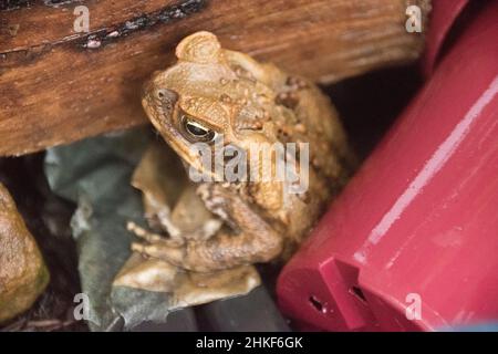 Rohrkröte, Rhinella-Yachthafen, eine invasive Tierart und Schädling, versteckt unter Gartenartikeln während der Tageslichtstunden. Queensland, Australien. Stockfoto