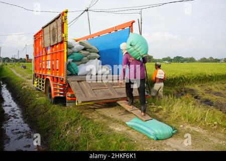 Pati, Indonesien - Januar, 2022 : die Aktivitäten der Bauern, die Reisernten in Reissäcke verpackt und mit Kühlern zum Verladen transportiert haben Stockfoto