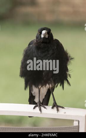 Die junge australische Elster, Cracticus tibicen, thront auf der Rückseite des Gartenstuhls im Garten von Queensland. Beim Blick auf die Kamera flauschten die Federn. Stockfoto