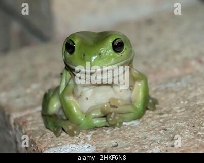 Australian Green Tree Frog, White's Tree Frog, dumpy Tree Frog, Ranoidea caerulea, sitzt auf einer Gartenwand und lächelt. Queensland, Sommerabend. Stockfoto