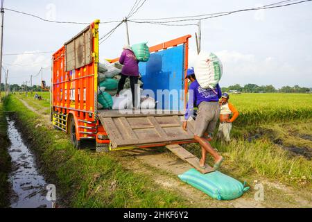 Pati, Indonesien - Januar, 2022 : die Aktivitäten der Bauern, die Reisernten in Reissäcke verpackt und mit Kühlern zum Verladen transportiert haben Stockfoto