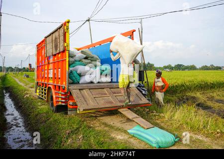 Pati, Indonesien - Januar, 2022 : die Aktivitäten der Bauern, die Reisernten in Reissäcke verpackt und mit Kühlern zum Verladen transportiert haben Stockfoto