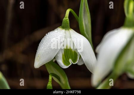 Galanthus 'Jacquenetta' (Schneeglöckchen) eine im Frühling doppelt blühende Winter-Zwiebelpflanze mit einer weiß grünen Frühlingsblume im Januar, Stock-Foto-Bild Stockfoto