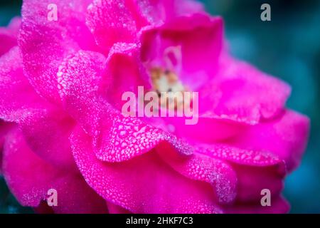 Am Morgen tropft der Tau in die Blütenblätter einer rosa Rose. Stockfoto