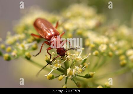 Soldatenkäfer auf weißer Blume Stockfoto