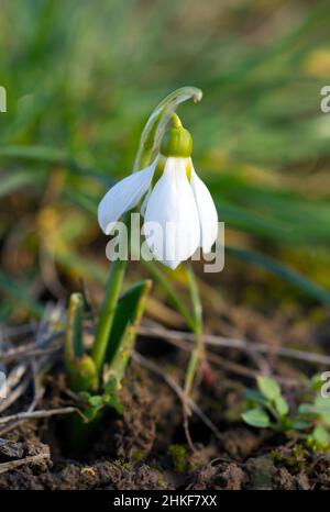 Weiße Schneeglöckchen Galanthus nivalis in blühender Nahaufnahme auf verschwommenem Hintergrund Stockfoto