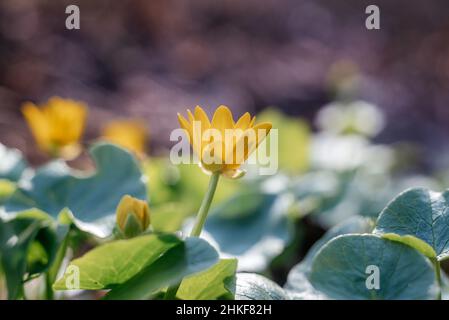 Erste gelbe Wildblumen im Wald im frühen Frühjahr Stockfoto