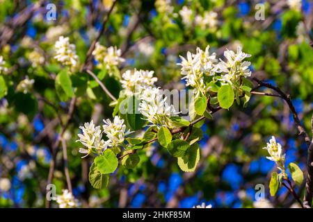 Amelanchier alnifolia var. semiintegrifolia Strauch in Blüte, selektiver Fokus Stockfoto