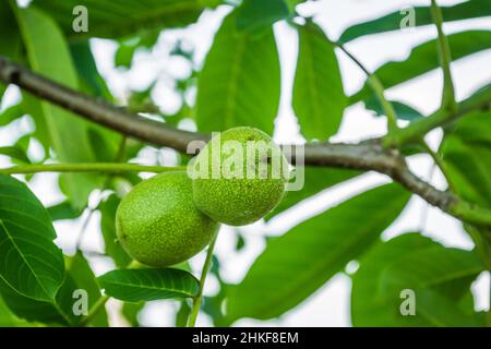 Grüne Blätter und unreife Walnuss. Früchte einer Walnuss. Stockfoto