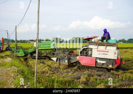 Patii, Indonesien - Januar 2022 : zur Ernte der Felder wird eine automatische Reismaschine eingesetzt, die in der Erntesaison reif und gelb ist. Stockfoto