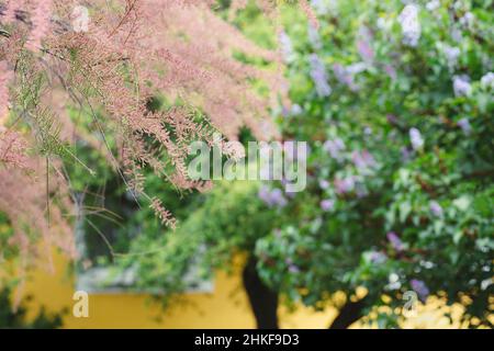 Rosa Zweige des Tamarisken Strauch und Frühling blühenden Park im Hintergrund. Nahaufnahme, weicher selektiver Fokus Stockfoto