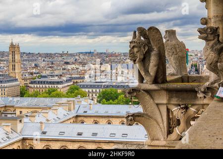 Dies ist eine der Statuen von Chimären und ein Blick auf Paris von den Höhen von Notre-Dame de Paris 13. Mai 2013 Paris, Frankreich. Stockfoto