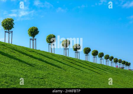 Peterhof, eine Reihe von gepflegten Linden auf einem Hügel gegen einen wolkenlosen Himmel Stockfoto