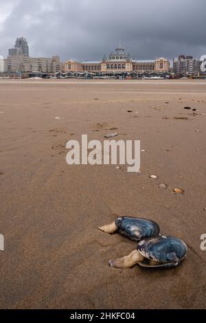 Am Strand von Scheveningen (Den haag) wäscht sich die blaue Muschel (Mytilus edulis) durch den Sturm aus. Auch bekannt als die gemeine Muschel. Stockfoto