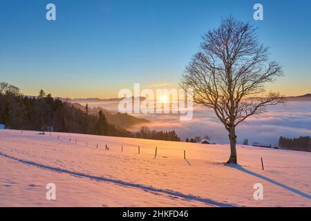 Sonnenuntergang im verschneiten Bregenzer Wald in Vorarlberg, Österreich mit spektakulärem Blick auf den Saentis über einem Nebelmeer, Schweiz, Sulzberg, Austr Stockfoto