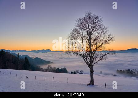 Sonnenuntergang im verschneiten Bregenzer Wald in Vorarlberg, Österreich mit spektakulärem Blick auf den Saentis über einem Nebelmeer, Schweiz, Sulzberg, Austr Stockfoto